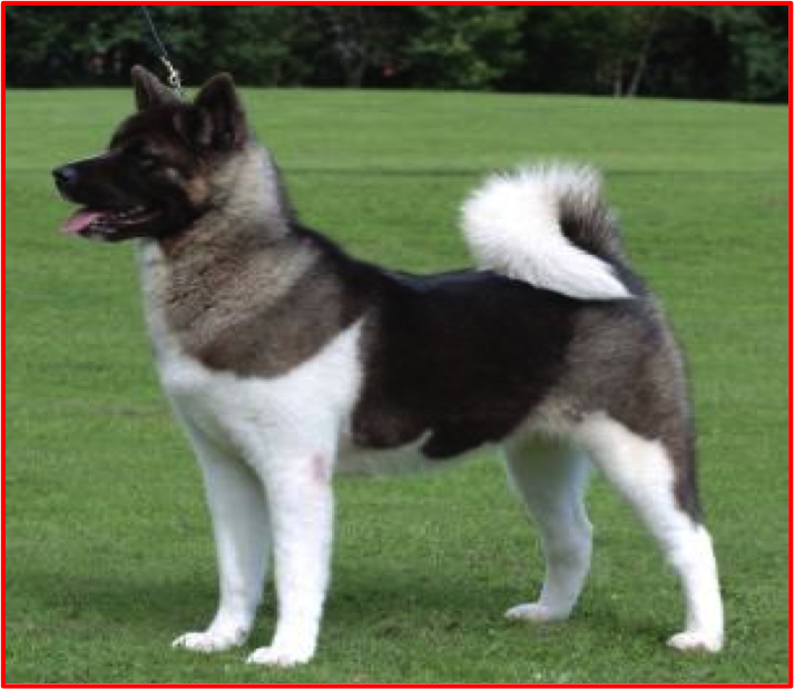 akita