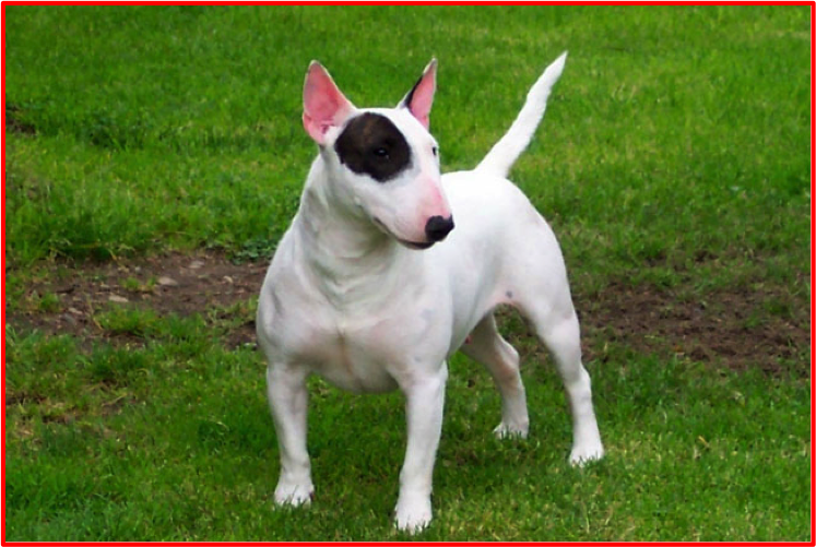 bull terrier