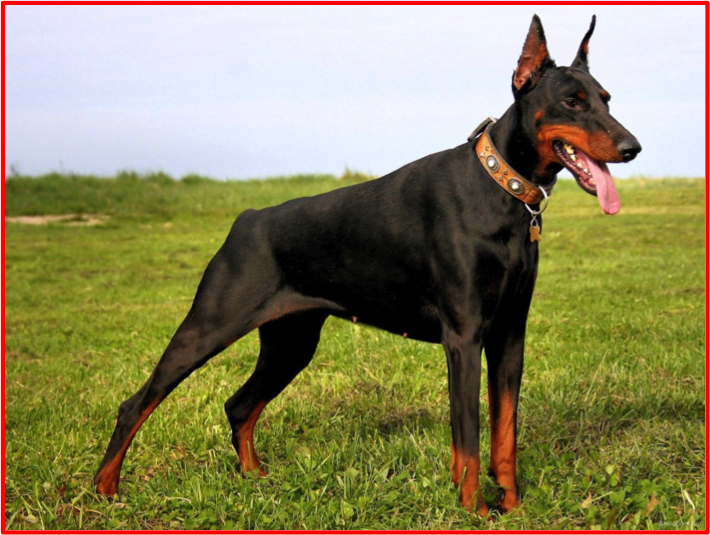 doberman