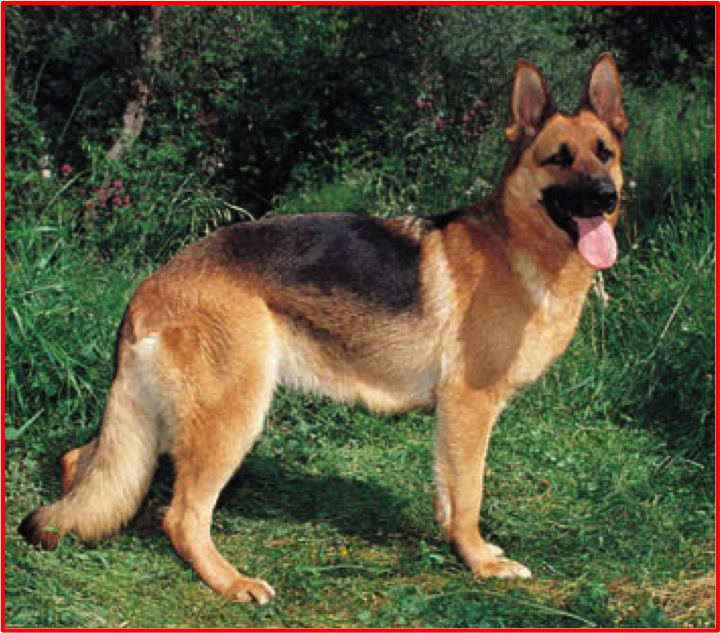 german shepard
